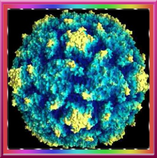 Virus della poliomielite